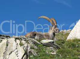 Majestic alpine ibex