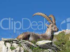 Beautiful resting alpine ibex