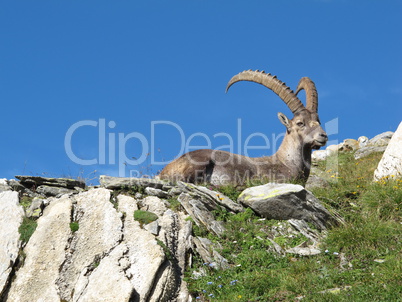 Lying alpine ibex