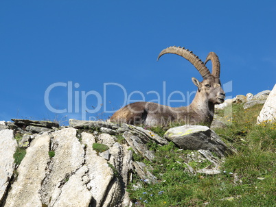 Alpine ibex having a rest