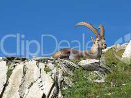 Alpine ibex having a rest