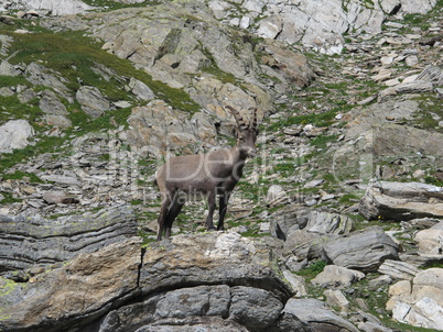Alpine ibex standing on a rock