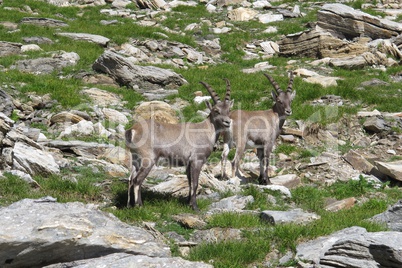 Two alpine ibex looking at me