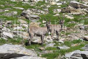 Two alpine ibex looking at me