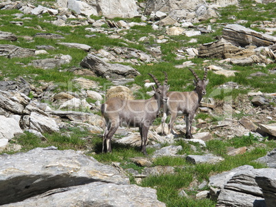 Two alpine ibex, wild animals living in the Alps