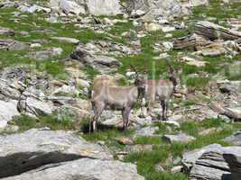 Two alpine ibex, wild animals living in the Alps