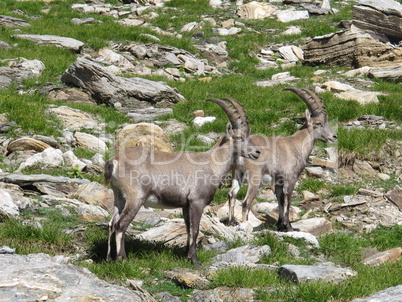 Brothers? Alpine ibex, rare wild animals