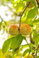 the peach, prunus persica,