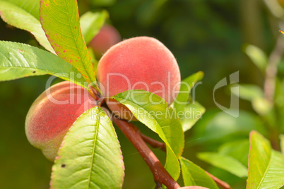 the peach, prunus persica,