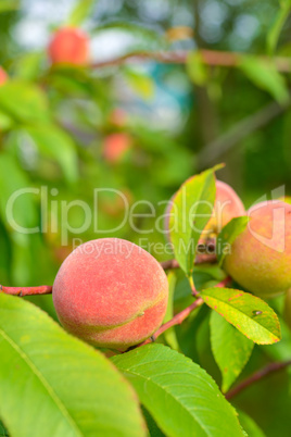 the peach, prunus persica,