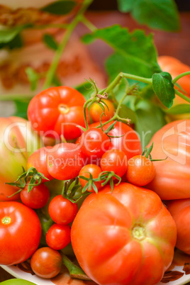 the tomato (solanum lycopersicum)