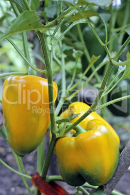 Yellow sweet pepper growing on the bed