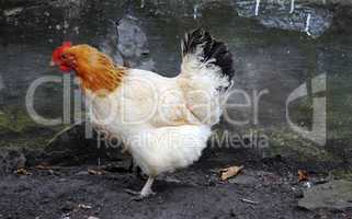 Chick walking around the yard in village