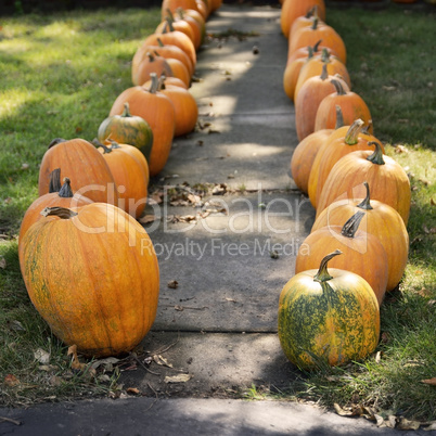 Large Pumpkins Along A Sidewalk