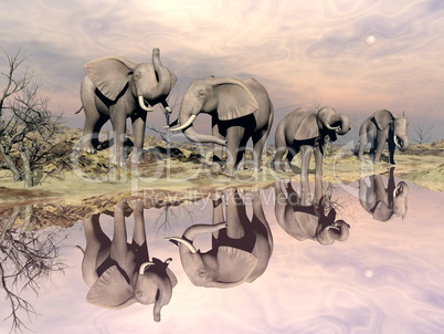 Elephants and water - 3D render