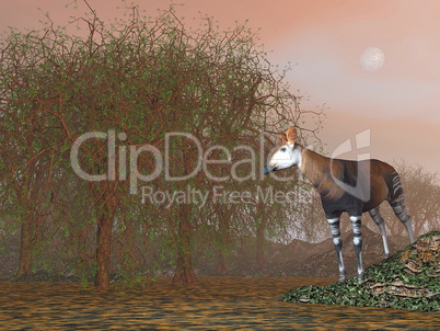 Okapi - 3D render