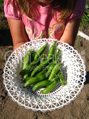 little girl proposes fresh peas