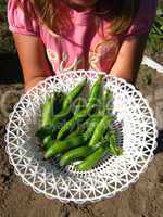 little girl proposes fresh peas