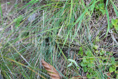 green lizard creeping in the green grass