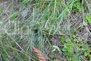 green lizard creeping in the green grass