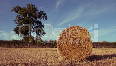 hay bales on the field after harvest, uk