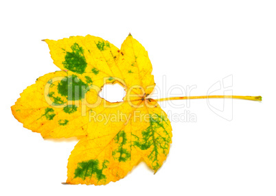 autumn leaf with hole on white background