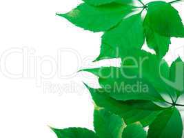 Green leaves background with copy space