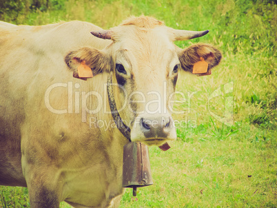 retro look cow picture