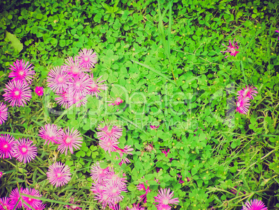 retro look grass meadow with flowers