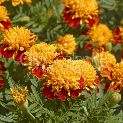marigold flowers in flowerbed