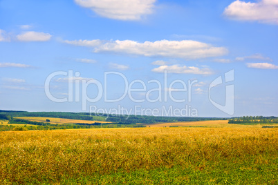 rural late summer landscape
