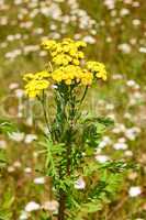 tansy plant flowering