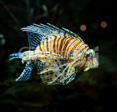 Pterois radiata