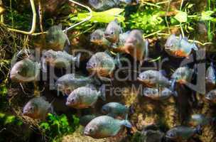 Piranha - Colossoma macropomum