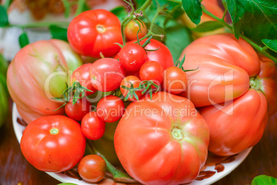 the tomato (solanum lycopersicum)