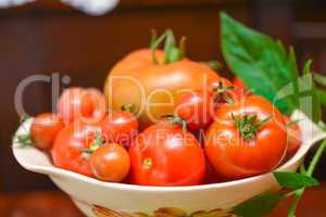 the tomato (solanum lycopersicum)
