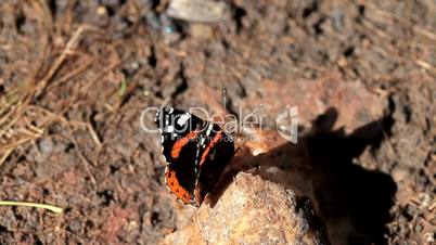 Beautiful butterfly eats mineral