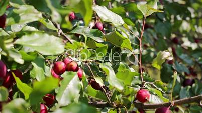 Ripe chinese apples on a branch