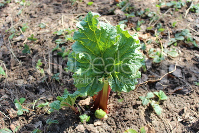 young sprout of a rhubarb in the spring