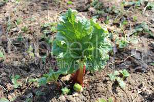 young sprout of a rhubarb in the spring