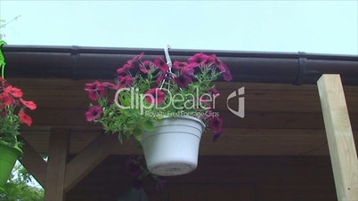 a flower-pot hanging on the roof