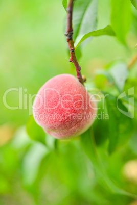 The peach, Prunus persica,