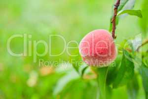 The peach, Prunus persica,