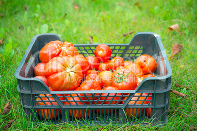 basket with tomatoes