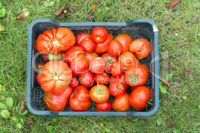 basket with tomatoes