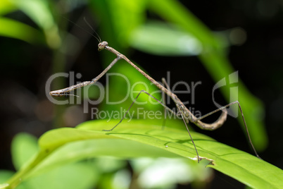 Stick praying mantis