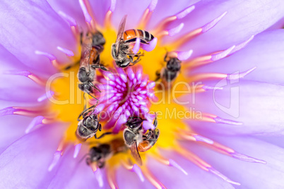 Bees in waterlily