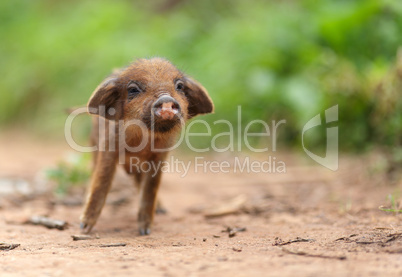 Cute little pig