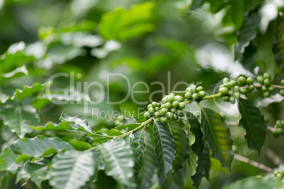 Coffee tree plantation