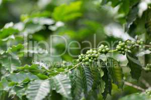 Coffee tree plantation